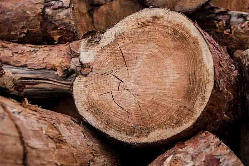 good-log-close-up-huge-log-layingamong-others